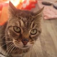 J.R, chat à adopter