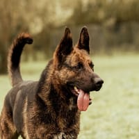 SARABI, chienne à adopter