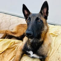 CHRISTIAN, chien à adopter
