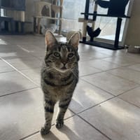 MINERVA CTTE, chatte à adopter