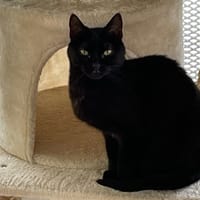 NAGINI CTTE, chatte à adopter