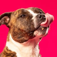 Prada, chienne à adopter