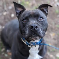MAESTRO, chien à adopter