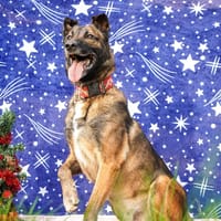 Yoshi, chien à adopter