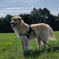 ROX, chien à adopter