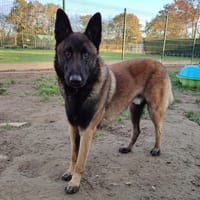 SAPHIR, chien à adopter
