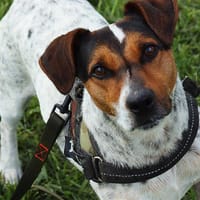 ZULK VAA21131, chien à adopter
