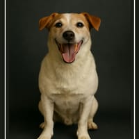 BAMBI, chienne à adopter