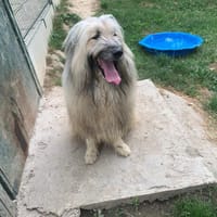 Odin, chien à adopter