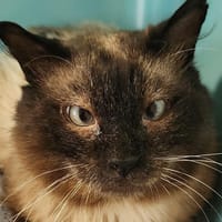 GUAJILLO QCT, chat à adopter