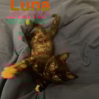 RON, LUNA et GINI, chat à adopter
