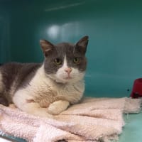 Misha, chat à adopter