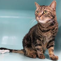 Rio, chat à adopter