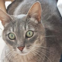 REUS, chat à adopter