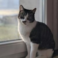 Anton - der Charmeur, Kater zur Adoption
