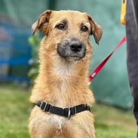 ORADEA, chienne à adopter