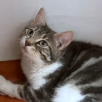 TERMIK, chatte à adopter