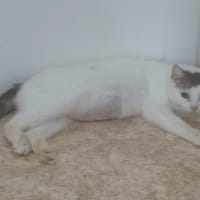 Trudy, chatte à adopter