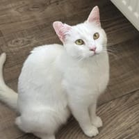 Ally sucht ihr Glück, Katze zur Adoption