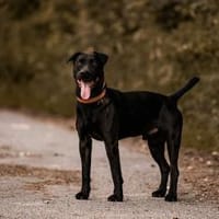 Lucky - treuer Begleiter, Hund zur Adoption