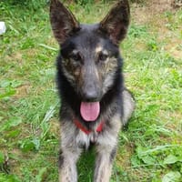 🕊 Zarte Seele sucht festen Platz im He, Hündin zur Adoption