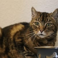 ZOLA, chat à adopter