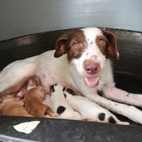 PHILIP (union animal), chien à adopter