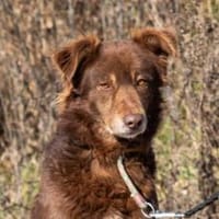 Gibst du Hermine eine zweite Chance?, Hündin zur Adoption