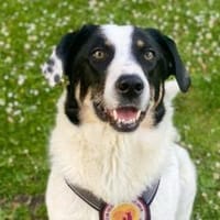 Linda sucht besondere Menschen, Hündin zur Adoption