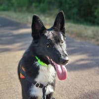 UKIMI, chien à adopter