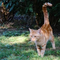 MAVERICK A17067, chat à adopter