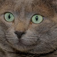 SIRIUS A17076, chat à adopter