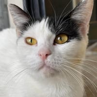 Perla, chatte à adopter