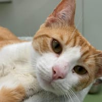 GASTON, chat à adopter