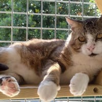 MICHEL QCT, chat à adopter