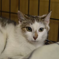 Nosek, kot do adopcji
