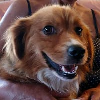 Kleiner Valentino sucht sein Glück., Hund zur Adoption