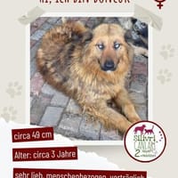 Boncuk sucht ein zu Hause, Hündin zur Adoption