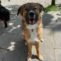 🐾💙Eddie sucht aktive Menschen💙, Hund zur Adoption