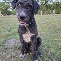 Freundlicher Momo sucht seine Familie, Hund zur Adoption
