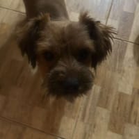 Kleine Zuckerschnute Dani sucht Zuhause, Hündin zur Adoption