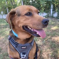ANASTASIA réservée, chienne à adopter