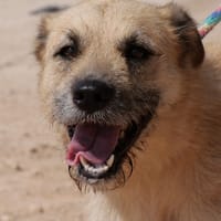 LINDA (Maria), chienne à adopter