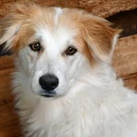 Pacino sucht sein Zuhause, Hund zur Adoption