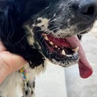 Lorenzo der liebe Charmeur / 82284, Hund zur Adoption