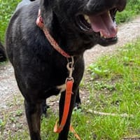 Alonso ein Herz von Hund / PLZ 82284, Hund zur Adoption