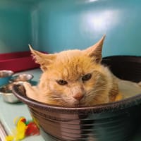 COLLIOURE QCT, chat à adopter
