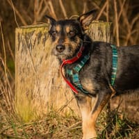 Sid, pies do adopcji