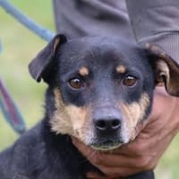 Tim - zutraulicher, kleiner Rüde, Hund zur Adoption