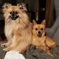 Duque & Flöhchen  Männerduo, Hund zur Adoption